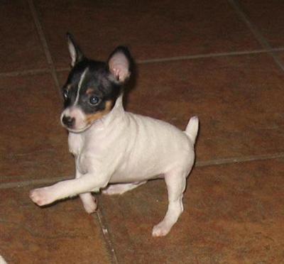 AKC/UKC REGISTERED TOY FOX TERRIER PUPS FOR SALE SHOW QUALITY 